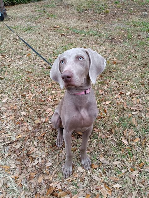 weimaraner for sale florida